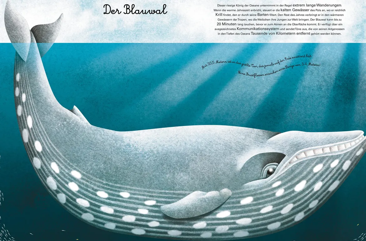 Das groβe Buch der Seetiere. Das kleine Buch der Seetiere