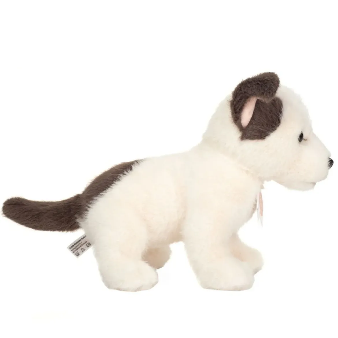 Hundewelpe Russell | 25 cm