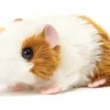 Meerschweinchen | 18 cm