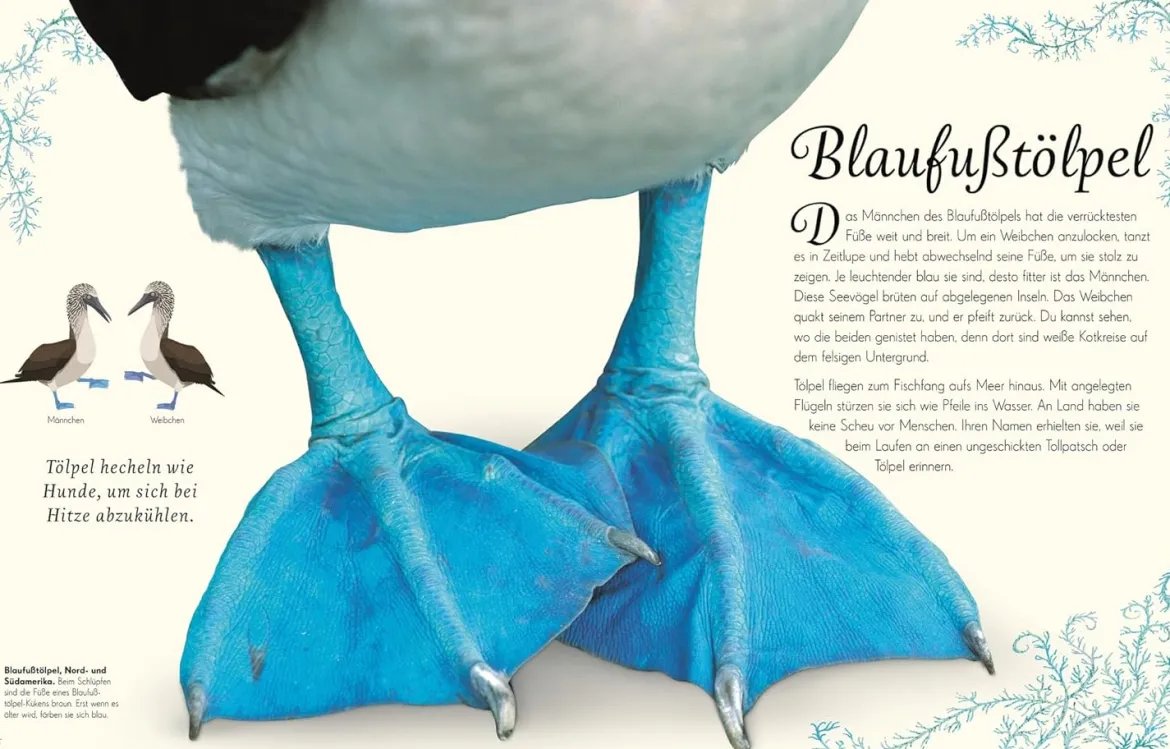 Wundervolle Welt der Vögel